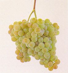  Albariño grapes and Rias Baixas are inseparable 