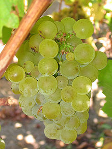 Sauvignon Blanc likewise makes itself very at home in San Antonio Valley