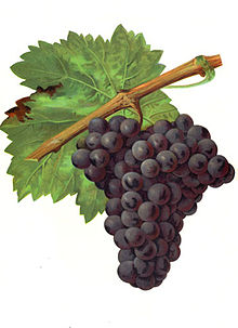  Trincadeira - full bodied with black fruit flavours and herbal notes 