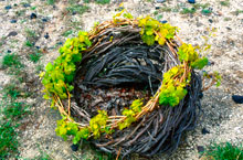  Imagine the challenges of cultivating these vines that cling to the barren rock of Santorini 
