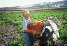  Viticulture in Santorini is nothing if not intense. 