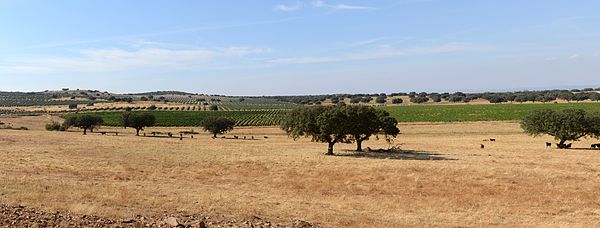  The cork oak trees of Alentejo are the main source of the world’s cork for wine stoppers - and the pigs love the acorns! 