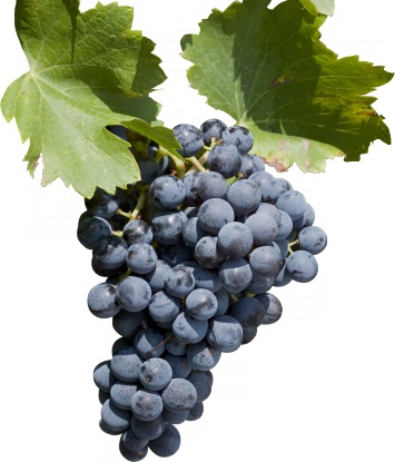  …. and Grenache is the other one. 