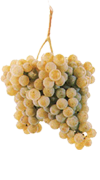  Alvarinho grapes (Spain’s Albariño) 