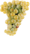  Avesso is aromatically complex 