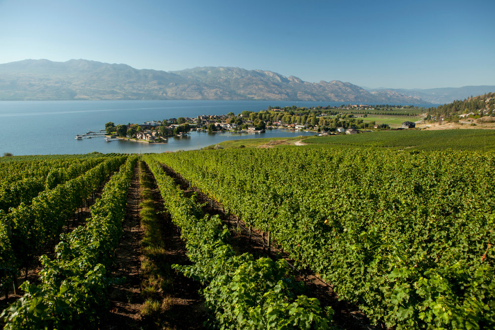  Quails’ Gate Winery - high quality wines with a view like that! 