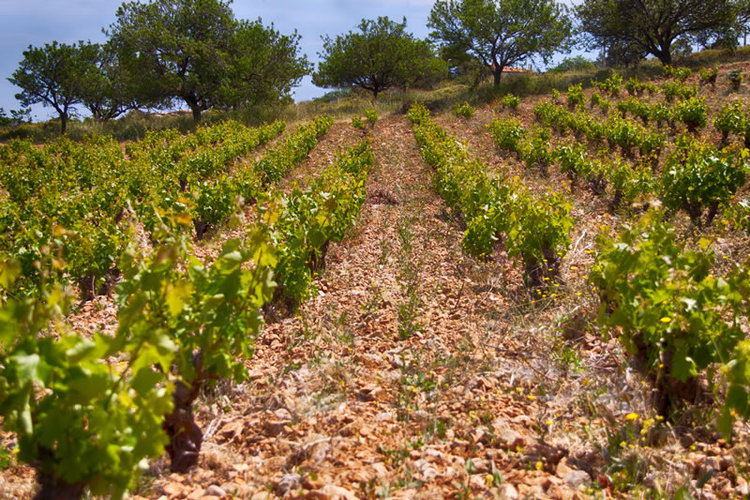 Bush vine training is typical for Attica due to the small plots and lack of irrigation
