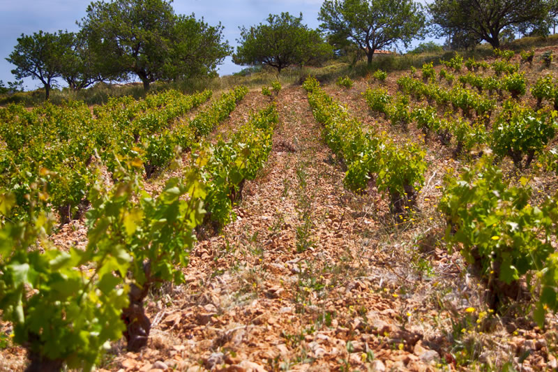  Bush Vines in Attica - The optimum way to grow Savatiano in Attica is the traditional “bush” training style. 
