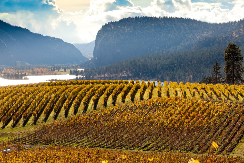 Blue Mountain Vineyards overlooking Lake Vaseux 