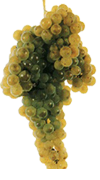  Loureiro grapes exhibit stone fruit character 