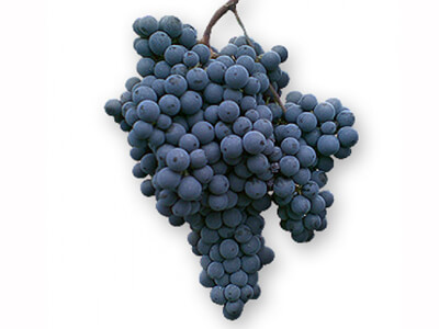  Mavrud Grapes 