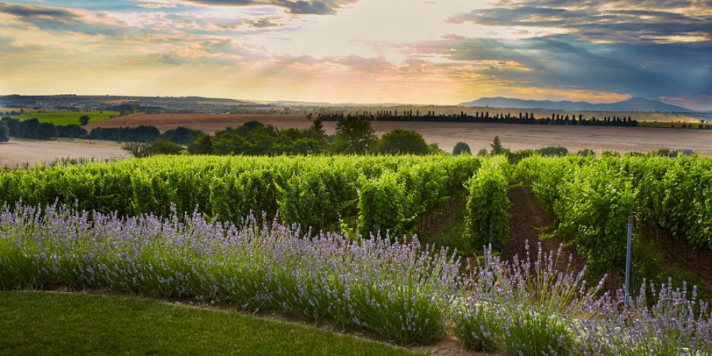  Tajni Vineyard and Winery 