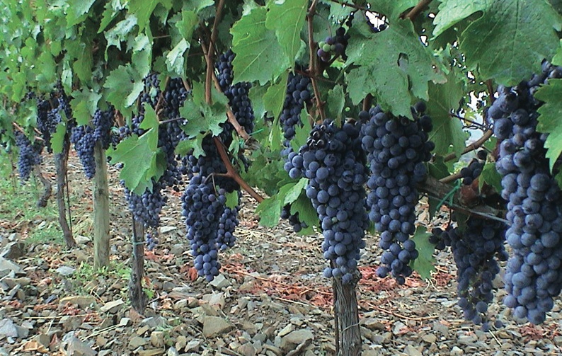 Grenache (Garnacha) - together with Carignan, the main red wine grapes of Montsant