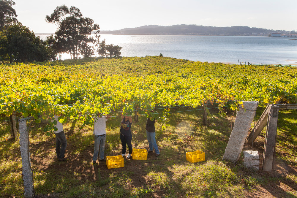  Harvesting Albariño under the famous pergola - hard work on the shoulders! 