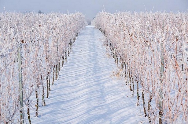  Slovakia’s wine regions are definitely continental climate! 