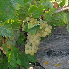  Assyrtiko - the rising star 