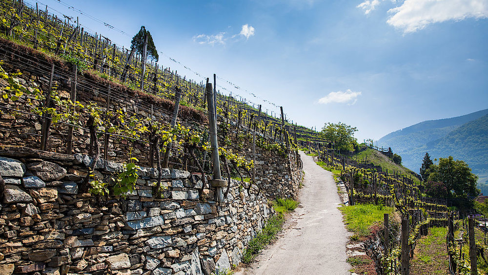  Wachau - where microclimates and micro-terroirs meet. 
