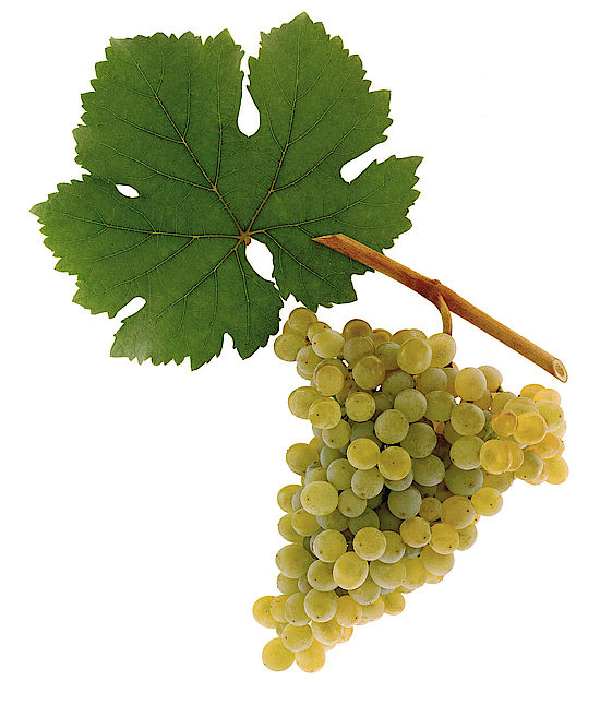  Grüner Veltliner grapes 