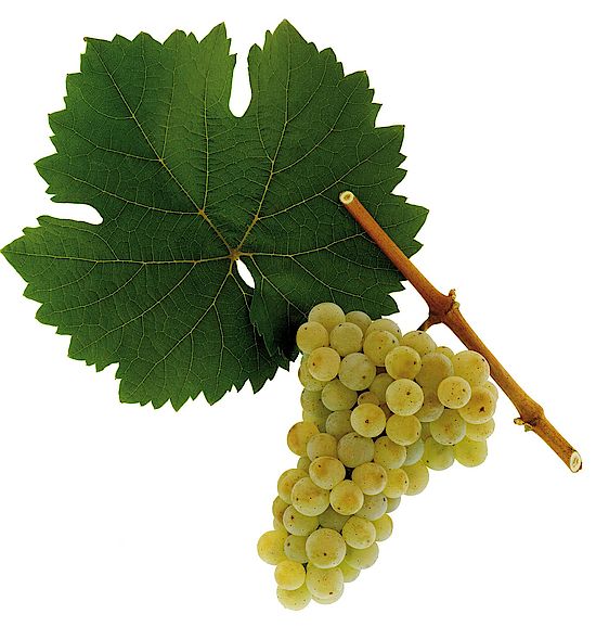  Riesling grapes - spot the difference 