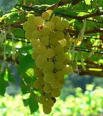 Chenin Blanc, raw material for great white wines from The Swartland