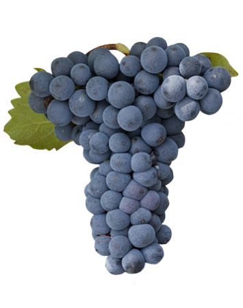  Mouvedre for tannic body, violet aromas and some rusticity. 