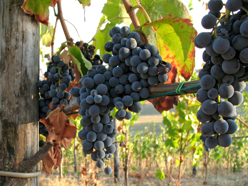 Aglianico - a wine with muscle from the flanks of Vulture volcano