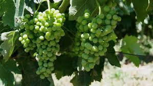  Savatiano Grapes - Athens’ wine drinkers have relied on Savatiano for thousands of years. 