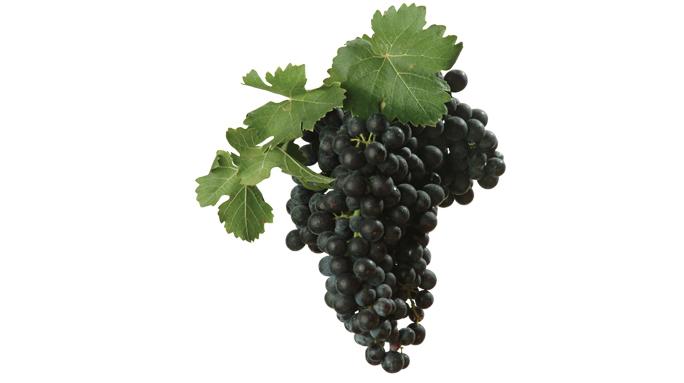 Nero di Troia - lively, elegant and with complex aromas of violet. Tannins need management!