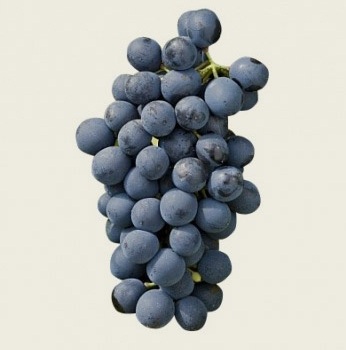  Syrah - one of the two important reds of Ventoux 