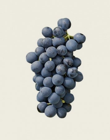 Syrah for fruit, spice and smoke 