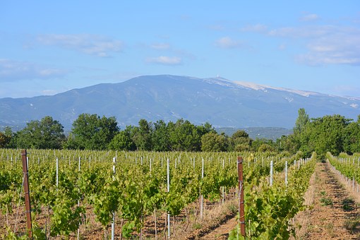  Ventoux Vineyard with Mont Ventoux in the background 