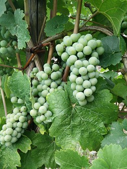  RIeslings from the Okanagan are bracing, crisp and world-class. 