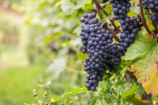  Pinot Noir - a grape the Okanagan does exceptionally well 