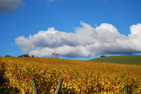  Leaning Church Vineyard 