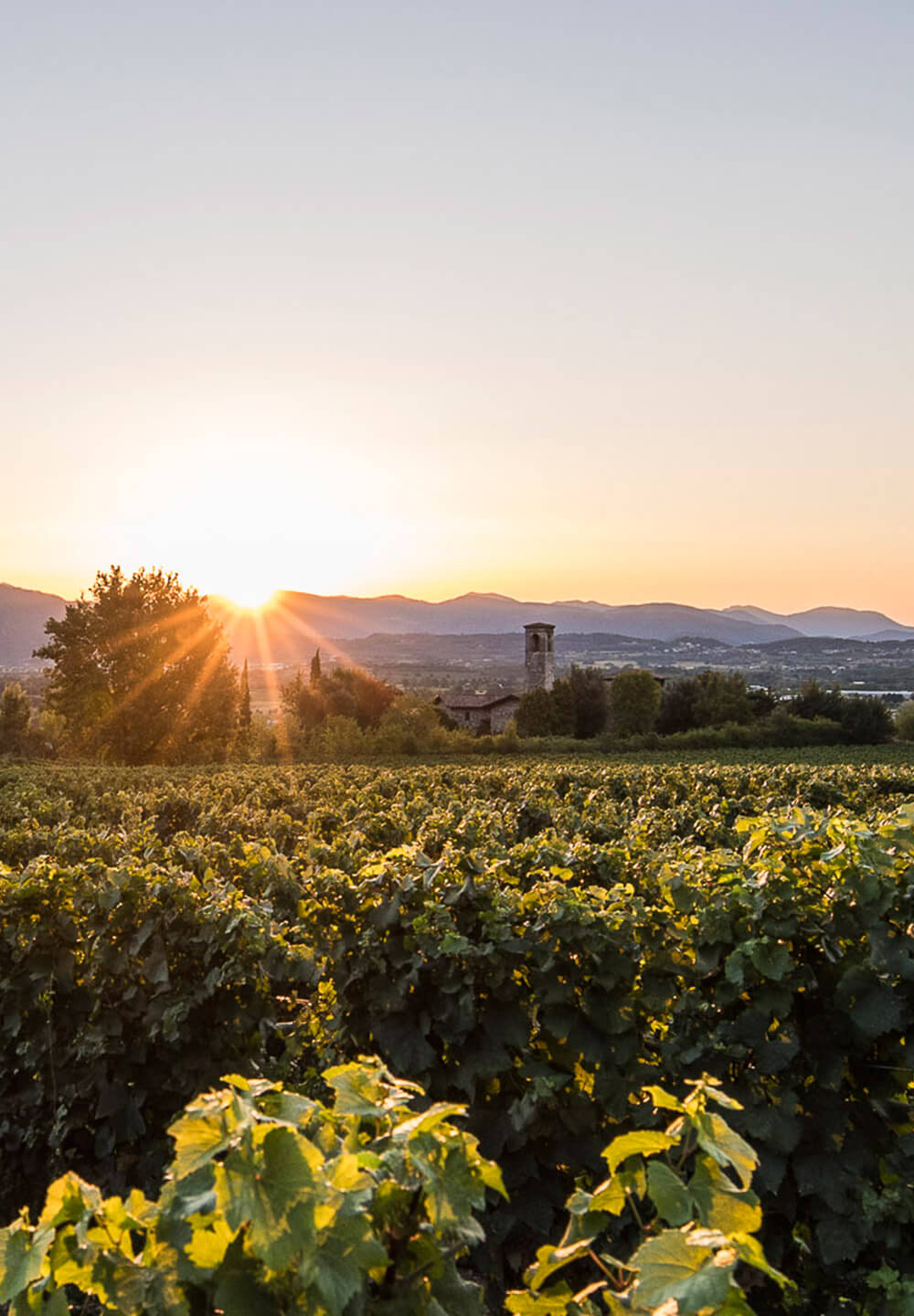  The vineyards of Bellavista 