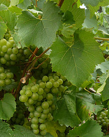  Its all about Melon de Bourgogne 