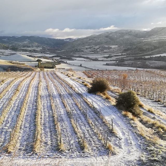  …… and the vines resting in winter 