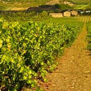  The hot sandy terra rossa soils in summer…. 