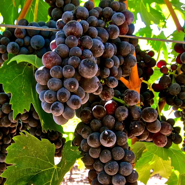 Aglianico is one of the original Falernum grapes