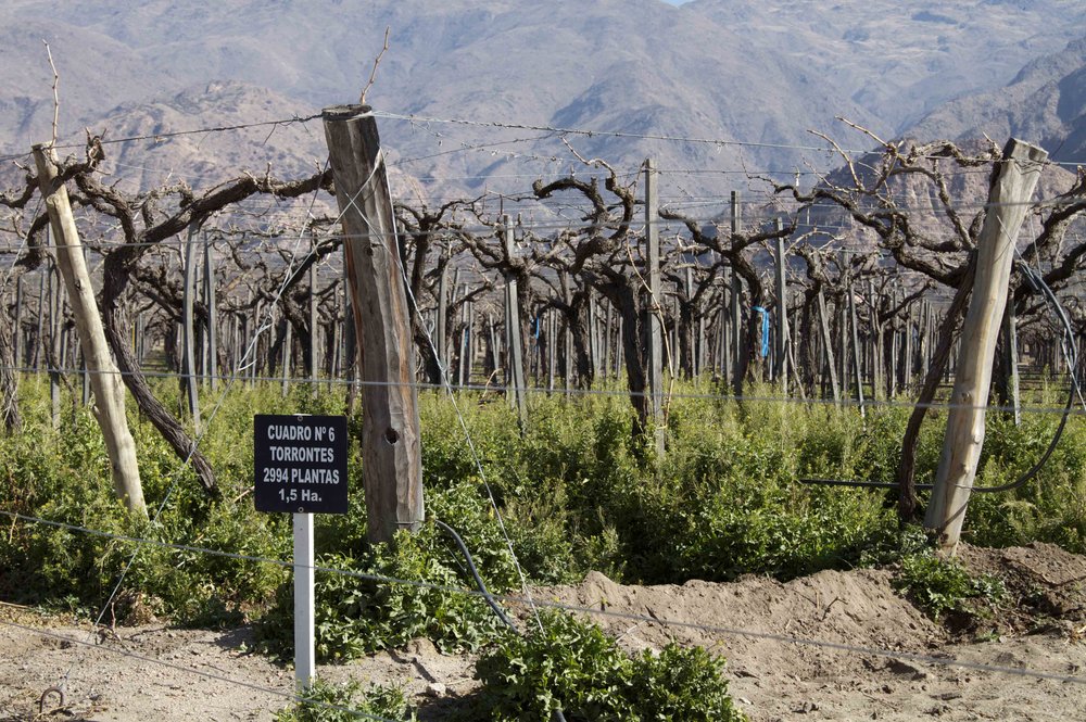 Torrontés Vineyard at Bodega Amalaya