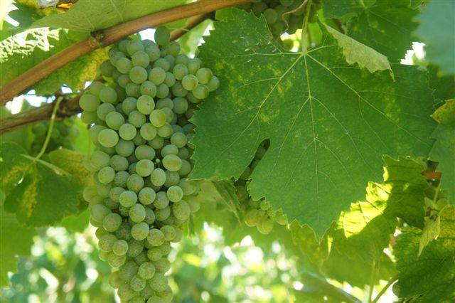  There is a growing buzz about Falanghina wine 
