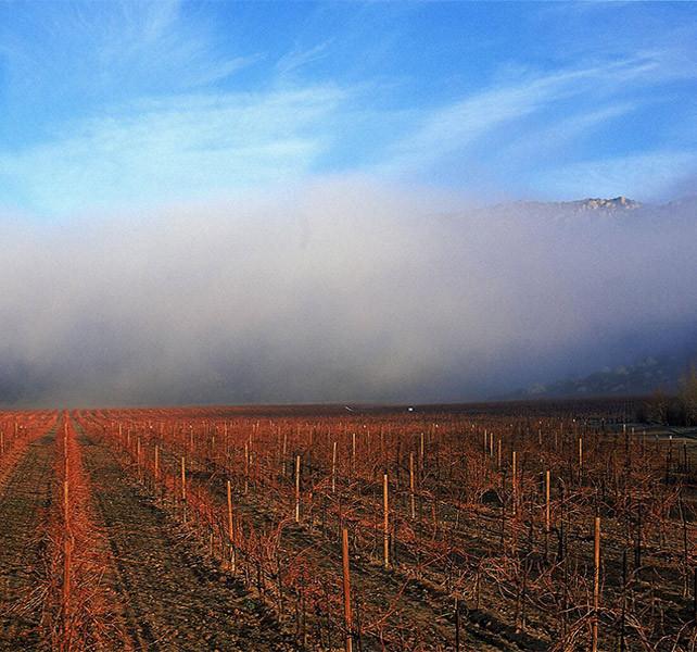  The welcome cooling fog over the Monte Xanic vineyards. 