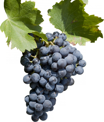 Grenache (above), Syrah and Mourvedre are key