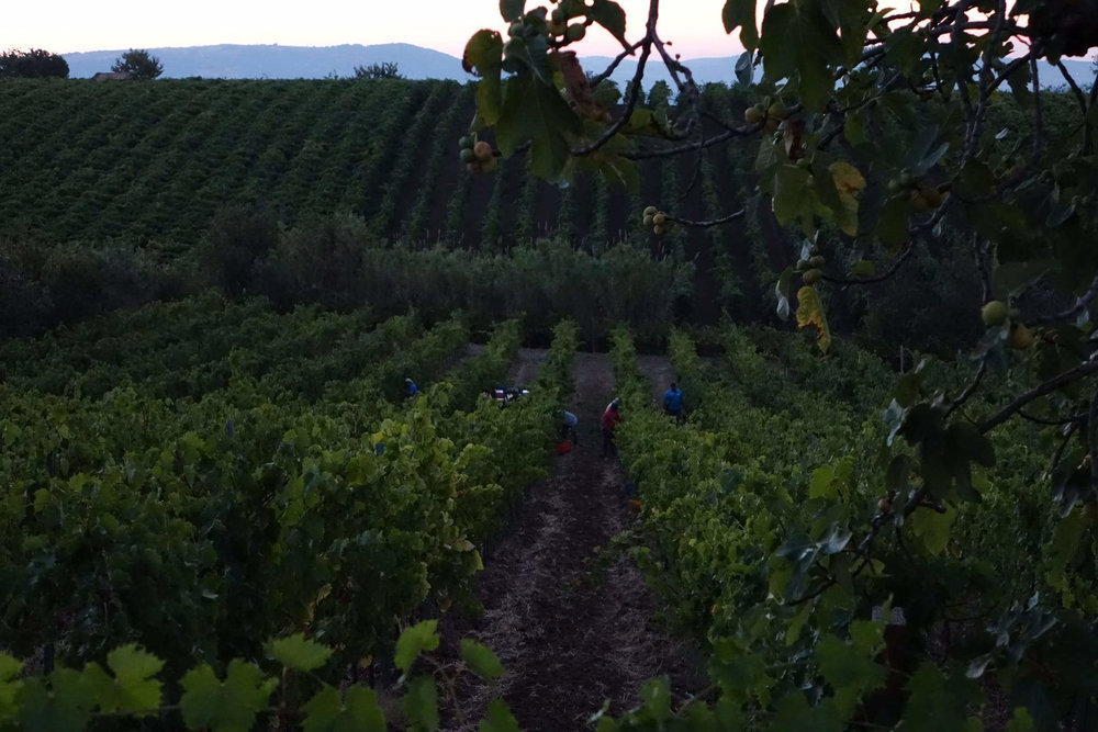  Vineyards that produce Janare Falanghina by the La Guardiense cooperative 