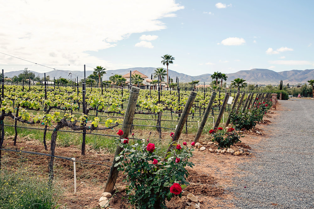  Lechuza Vineyard on the Valle de Guadalupe Wine Route 