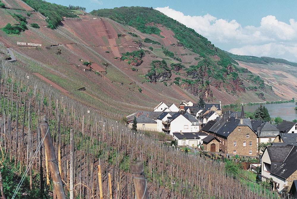  Pictures cannot convey the steepness of vineyards such as these at  Dr. Loosen  in Bernkastel 