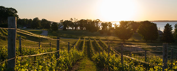 Mari Vineyard - Vines sloping down to the lake