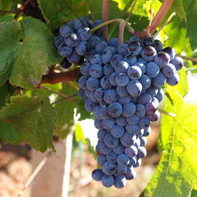  Nero d’Avola 