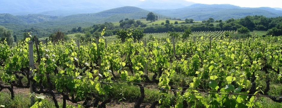  The Naoussa vineyard of Tsantali, one of Greece’s most famous wineries 