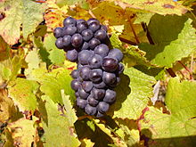  Pinot Nero (Pinot Noir) and Chardonnay (together with Pinot Bianco) are the main varieties 